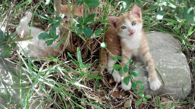 NBA官方公告:新赛季季后赛泡泡环境加强管理
