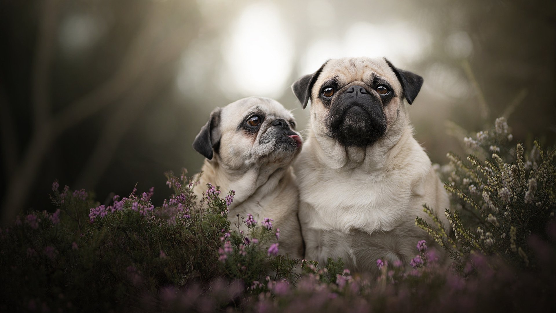 NBA官方宣布2025全明星赛将在纽约曼哈顿举行，明年nba全明星在哪里举办