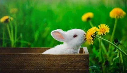 爱游戏app-戴维·帕特森的攻守一体型打法，令袋鼠队在攻防两端展现实力，戴维森vs泰拳手